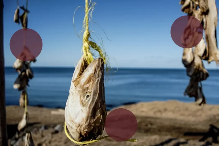 ein getrockneter Fisch, der an einem Seil neben dem Ozean hängt.