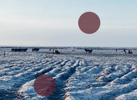 Blick auf eine verschneite Wiese mit Islandpferden