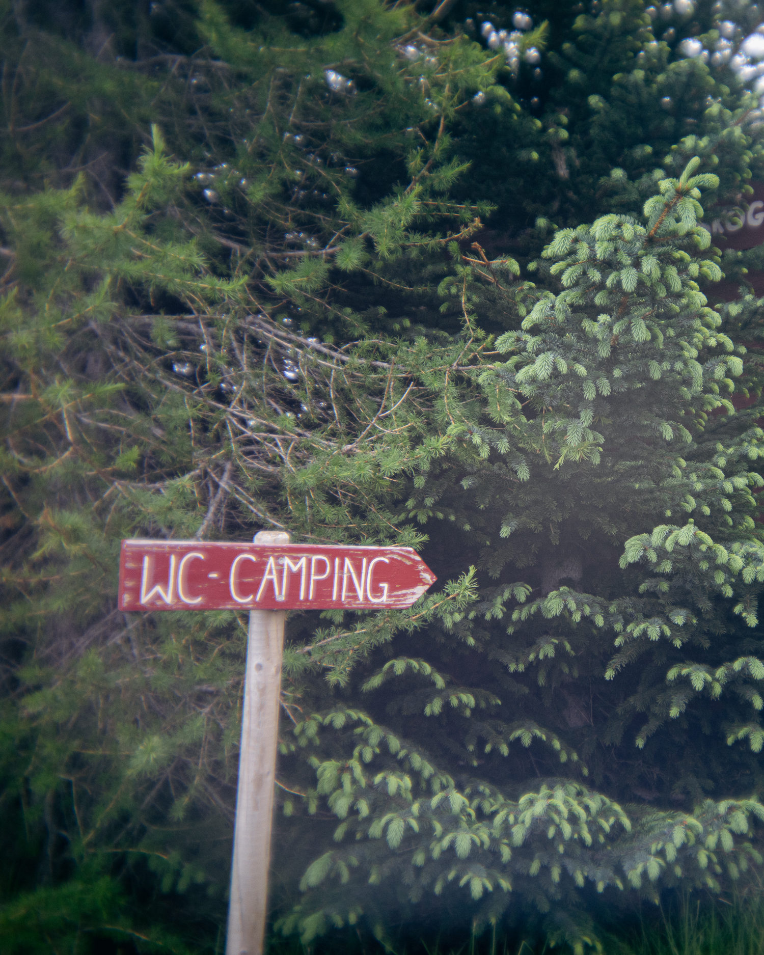 Ein hölzernes Schild mit der Aufschrift WC - CAMPING in weißen Buchstaben zeigt nach rechts und steht vor dichten grünen Kiefern - ein einladender Anblick für alle, die in den Wäldern der Insel campen.